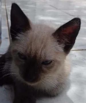 Gato raça Siamês idade Abaixo de 2 meses nome Sem nome
