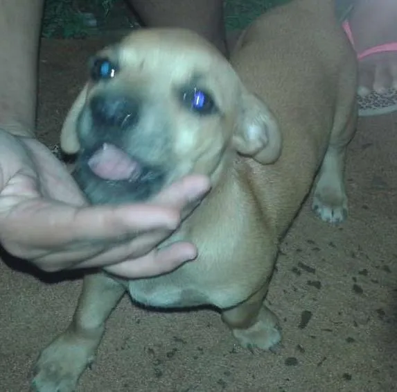 Cachorro ra a mistura de podie idade 2 a 6 meses nome pequena