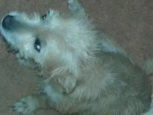 Cachorro raça Poodle idade 2 anos nome pequerucha