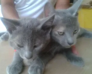 Gato raça sem raça idade 2 a 6 meses nome traquina,mimi