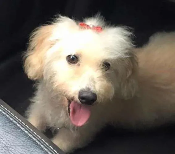 Cachorro ra a srd idade 3 anos nome Branquinha