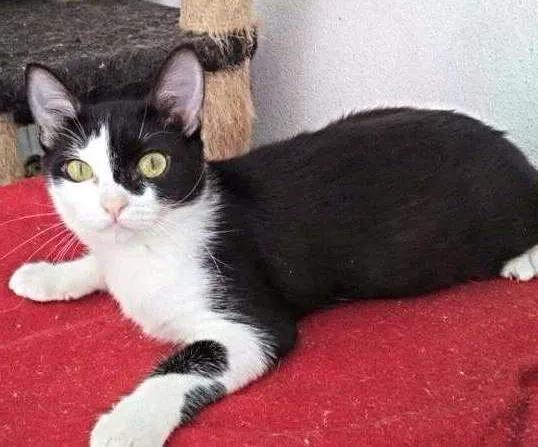 Gato ra a SRD idade 2 a 6 meses nome Paul