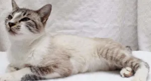 Gato raça SRD idade 7 a 11 meses nome Maggie