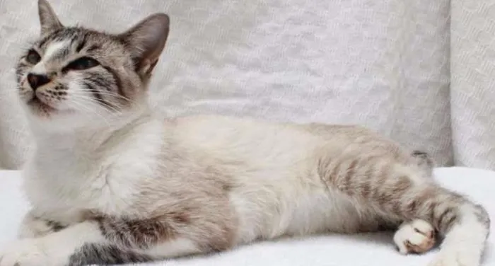 Gato ra a SRD idade 7 a 11 meses nome Maggie