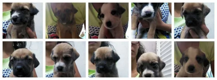 Cachorro ra a Mistura idade Abaixo de 2 meses nome Varios