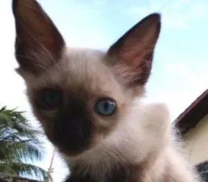 Gato raça Siamês idade 2 a 6 meses nome Sem nome