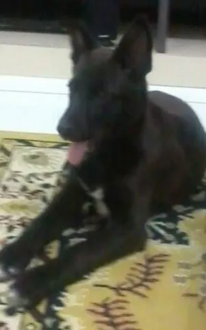 Cachorro raça Pastor belga idade 2 anos nome Huck