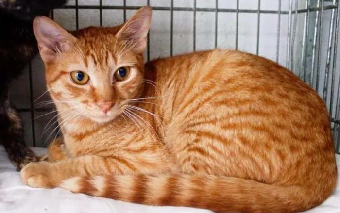 Gato ra a SRD idade 7 a 11 meses nome Cenoura