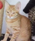 Dexter