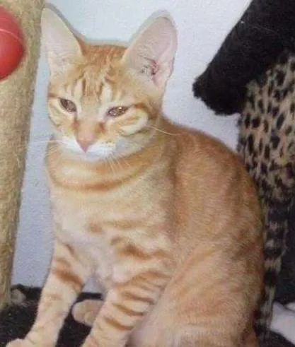 Gato ra a SRD idade 2 a 6 meses nome Dexter