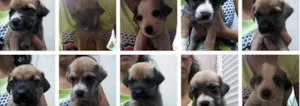 Cachorro raça Mistura idade Abaixo de 2 meses nome Varios