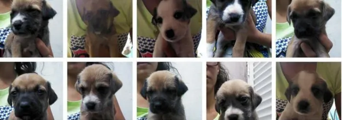 Cachorro ra a Mistura idade Abaixo de 2 meses nome Varios