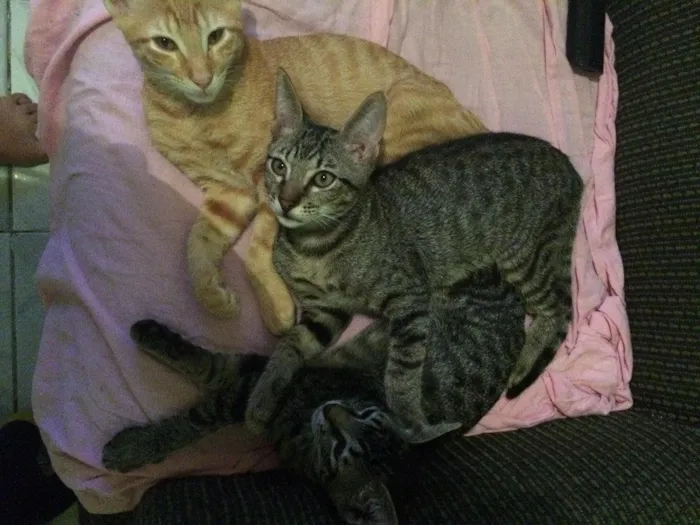 Gato raça  idade Abaixo de 2 meses nome filhotes lindos