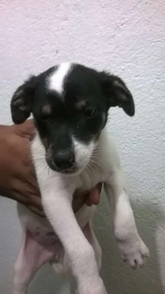 Cachorro ra a indefinida idade Abaixo de 2 meses nome indefinido
