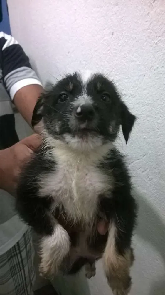 Cachorro ra a indefinida idade Abaixo de 2 meses nome indefinido