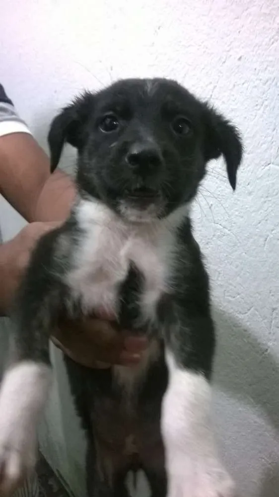 Cachorro ra a indefinida idade Abaixo de 2 meses nome indefinido