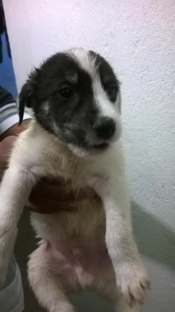 Cachorro ra a indefinida idade Abaixo de 2 meses nome indefinido