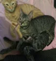 filhotes lindos