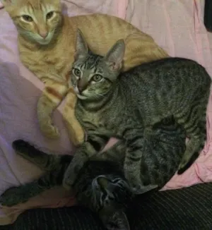 Gato raça  idade Abaixo de 2 meses nome filhotes lindos