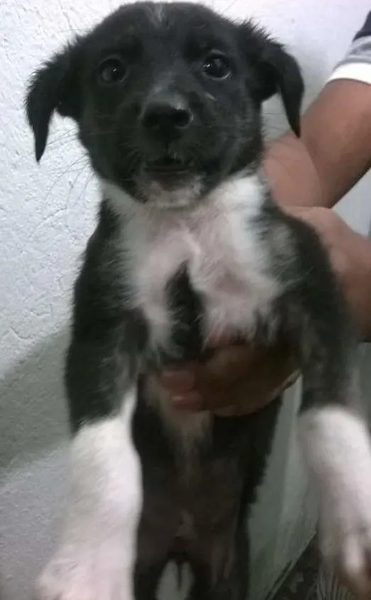Cachorro ra a indefinida idade Abaixo de 2 meses nome indefinido