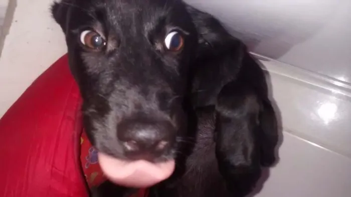 Cachorro ra a Vira lata  idade 2 a 6 meses nome Rachi 