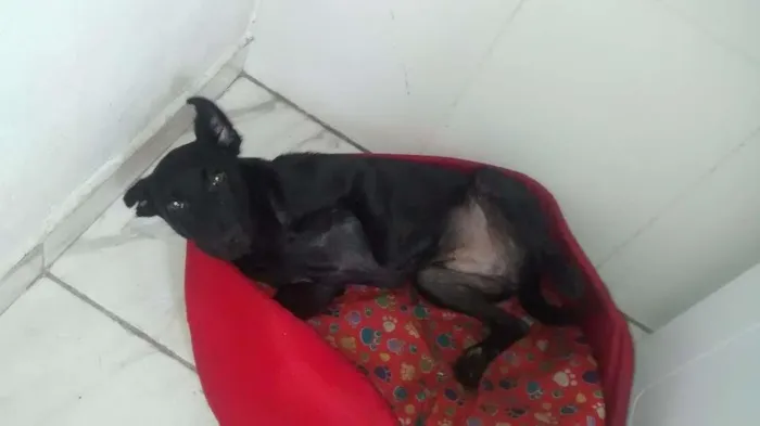 Cachorro ra a Vira lata  idade 2 a 6 meses nome Rachi 