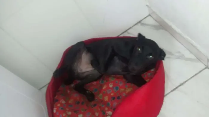 Cachorro ra a Vira lata  idade 2 a 6 meses nome Rachi 