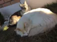 Fred e Simba