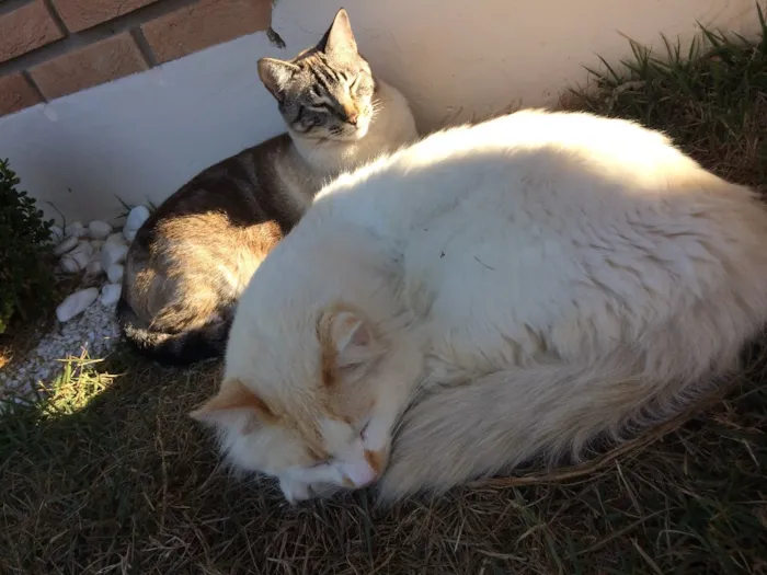 Gato ra a  idade 2 anos nome Fred e Simba
