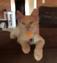 Fred e Simba