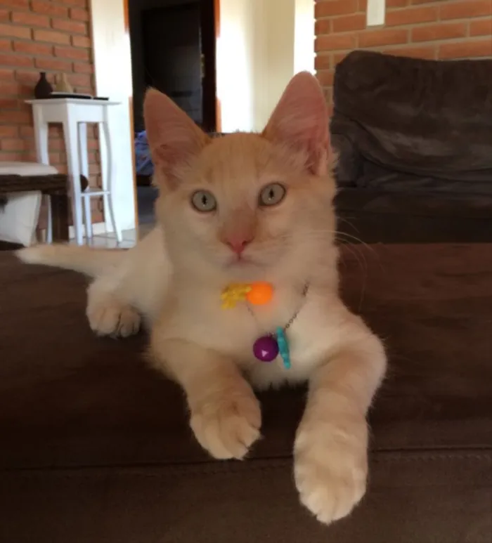 Gato ra a  idade 2 anos nome Fred e Simba