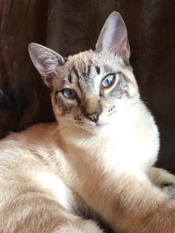 Gato ra a  idade 2 anos nome Fred e Simba