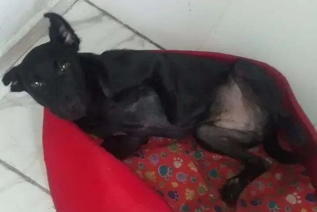 Cachorro ra a Vira lata  idade 2 a 6 meses nome Rachi 
