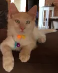 Fred e Simba