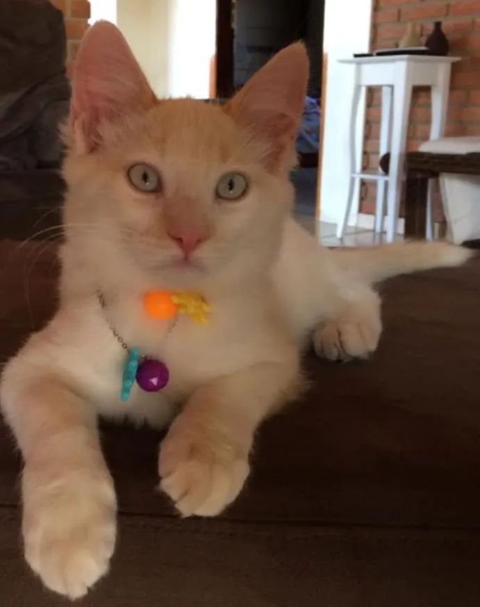 Gato ra a  idade 2 anos nome Fred e Simba