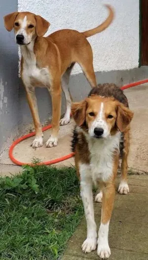 Cachorro raça  idade 7 a 11 meses nome Frederico e Frida