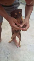 CACAU