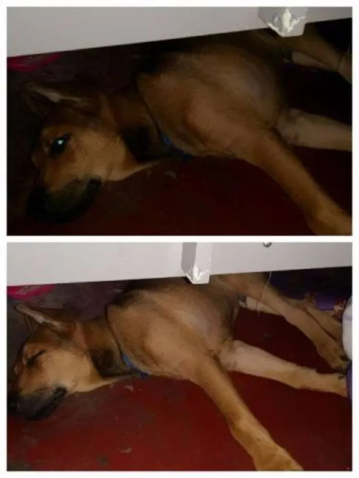 Cachorro ra a SRD idade 2 a 6 meses nome Bidu