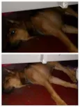 Bidu