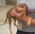 CACAU