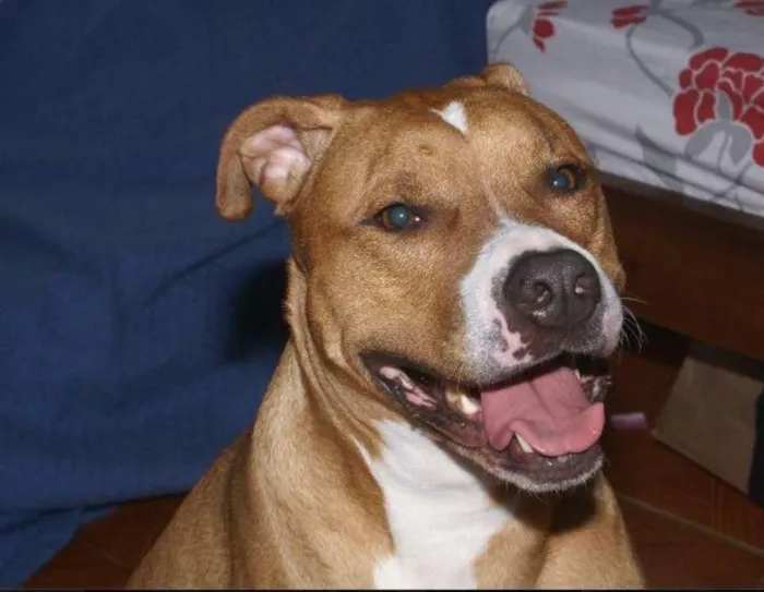 Cachorro raça Pit-Bull idade 6 ou mais anos nome Thor