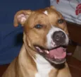 Cachorro raça Pit-Bull idade 6 ou mais anos nome Thor