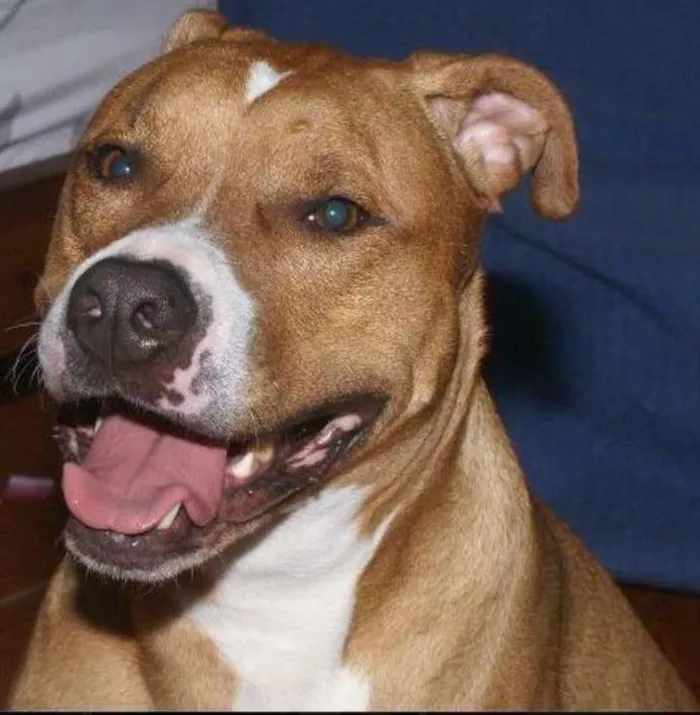 Cachorro raça Pit-Bull idade 6 ou mais anos nome Thor