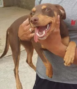 Cachorro raça MISTURA COM Doberman idade 2 a 6 meses nome CACAU
