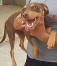 CACAU