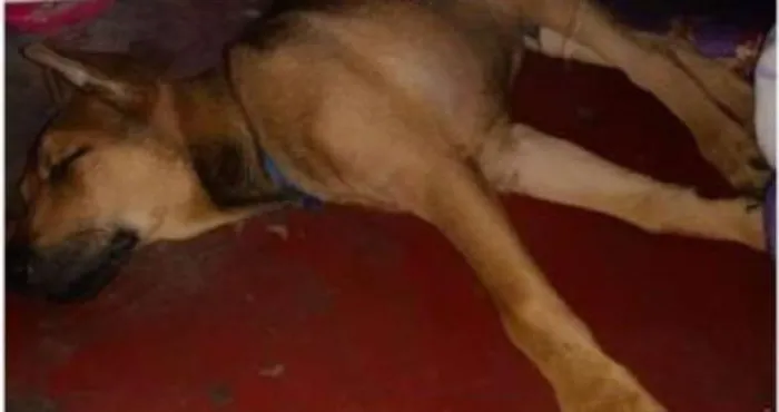 Cachorro ra a SRD idade 2 a 6 meses nome Bidu