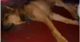 Bidu