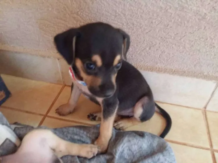 Cachorro ra a bassetxpincher idade Abaixo de 2 meses nome livre