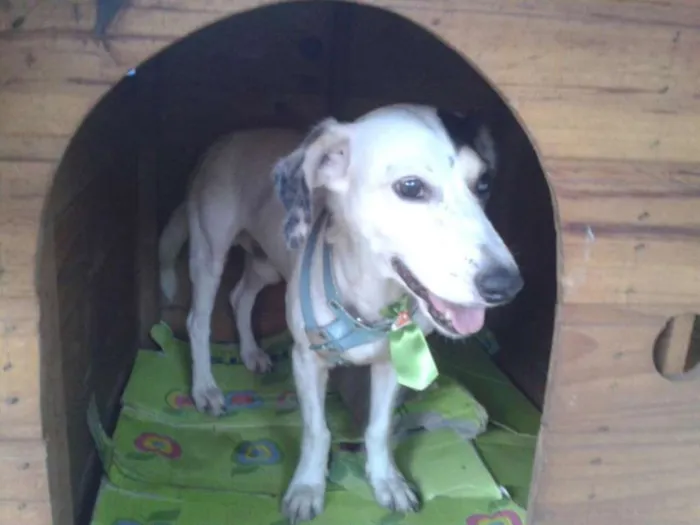 Cachorro ra a  idade 2 anos nome branco