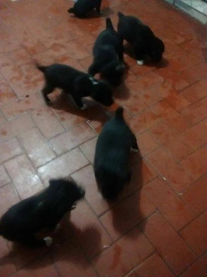 Cachorro raça Vira-Lata idade Abaixo de 2 meses nome Filhotinhos